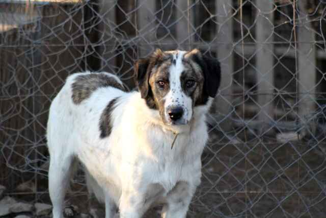 Image of dog by wire fence